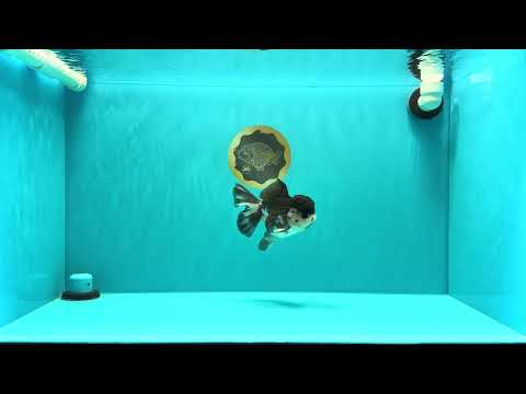 A Grade Panda Oranda Male 5-5.5 inches #030626OR_24