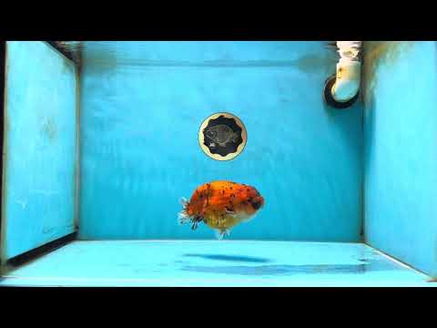 AAA Grade Tiger LionQueen 4.5 inches #051625LC_02