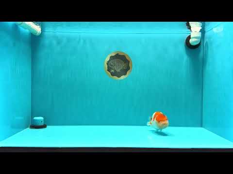 AAA Grade Dragon Head Kohaku Red White LionKing 4-4.5 inches #022726LC_29