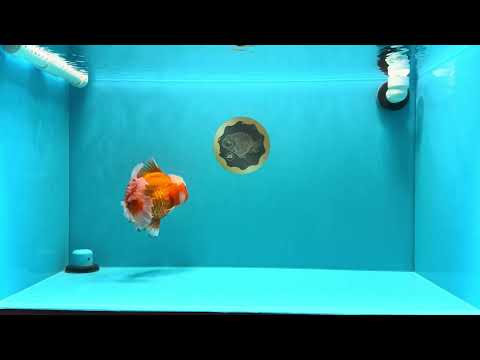 AAA Grade Jade Head Red White Oranda Male 6 inches #030626OR_18