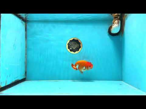 AAA Grade Red White LionQueen 4 inches #103125LC_29