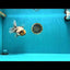 AAA Grade Marble Button Eyes Oranda Male 6 inches #061926OR_27