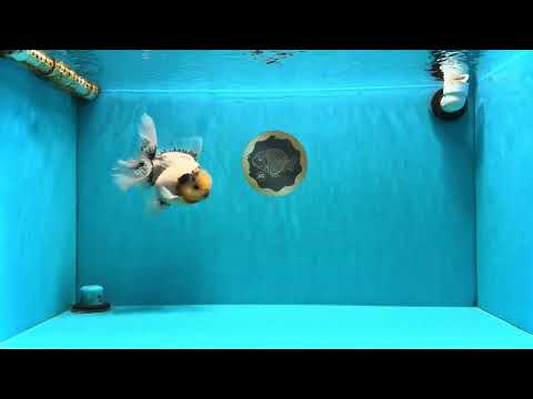 AAA Grade Marble Button Eyes Oranda Male 6 inches #061926OR_27