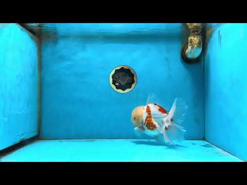 AAA Grade Red White Oranda Male 6 inches #082925OR_12