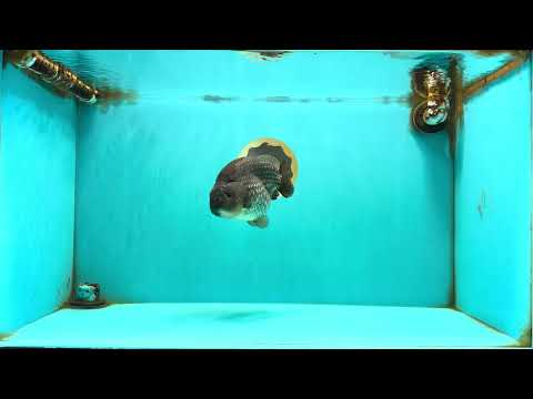 AAA Grade Black Blue Ranchu Female 6 inches #102326RC_01