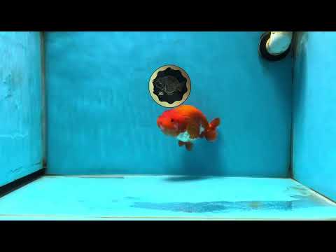 AAA Grade Cherry Red White LionQueen 5 inches #050925LC_16