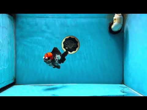 A Grade Pompom Tricolor Yuanbao Male 4 inches #052325YB_26