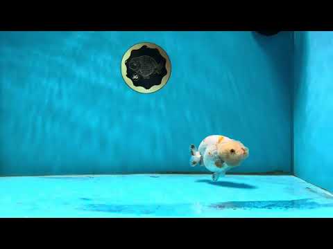 AAA Grade Tiny Red White LionQueen 3.5 inches #013125LC_09