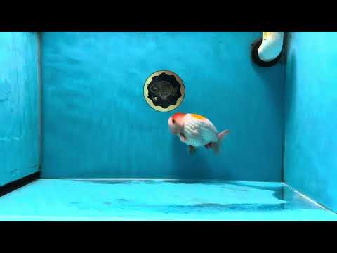 A Grade Egg-shape Red White LionKing 4.5 inches #032825LC_14