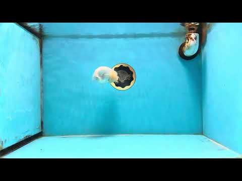 A Grade White LionQueen 3.5-4 inches #112125LC_07