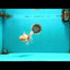 A Grade Red White Oranda Male 5.5 inches #102326OR_16