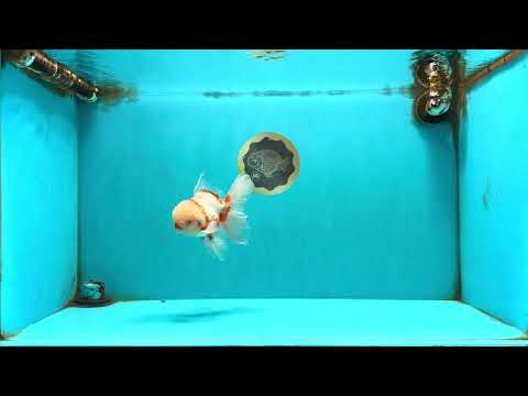 A Grade Red White Oranda Male 5.5 inches #102326OR_16
