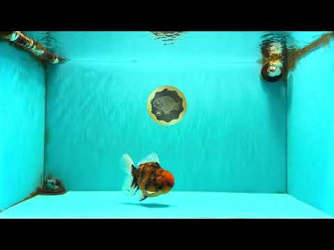 SPECIAL AAA Grade Tiger Oranda Male 5 inches #090426OR_03
