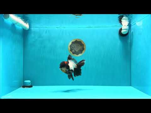 BATMAN AAA Grade Tricolor Oranda Male 5.5 inches #022026OR_09