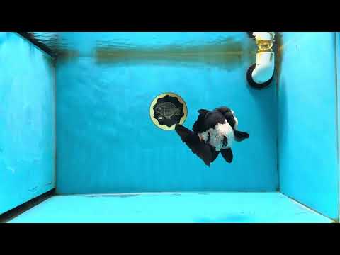 Pompom Panda Button Eyes Yuanbao Male 4.5 inches #071125YB_16