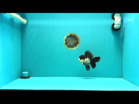 Panda Oranda Male 5 inches #032026OR_11