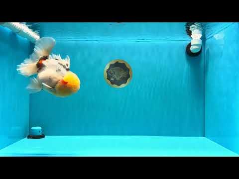 AAA Grade Marble Oranda Male 6.5 inches #022026OR_07