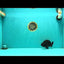 CHUBBY AAA Grade Black Ranchu Female 5-5.5 inches #062626RC_11