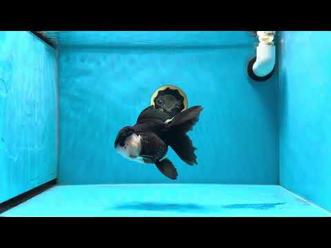 A Grade Panda Button Eyes Oranda Female 5 inches #020725OR_16