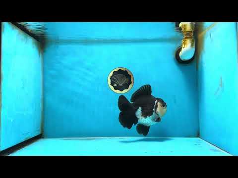 A Grade Panda Button Eyes Yuanbao 6 inches #080825YB_26