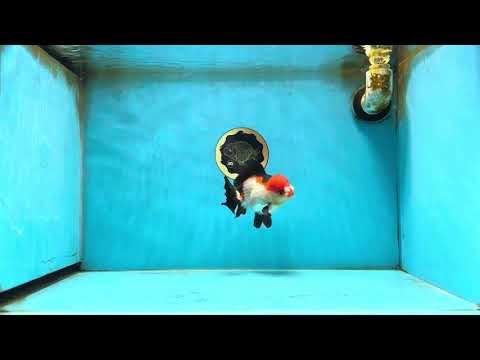 A Grade Pompom Tricolor Yuanbao Male 4.5 inches #062725YB_08