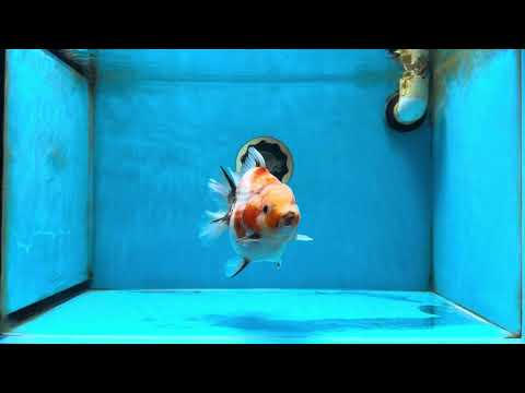 AAA Grade Big Body Godzilla Sakura Button Eyes Yuanbao Female 5-5.5 inches #051625YB_14