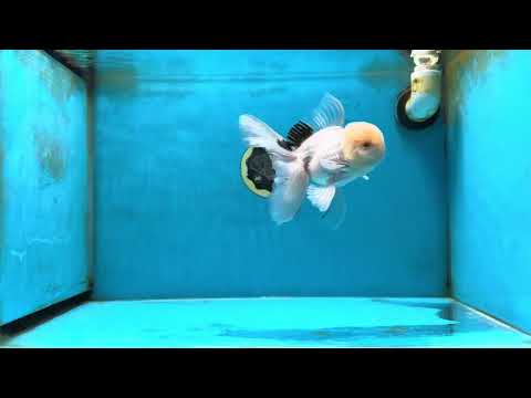 A Grade White Oranda Male 5.5 inches #052325OR_02