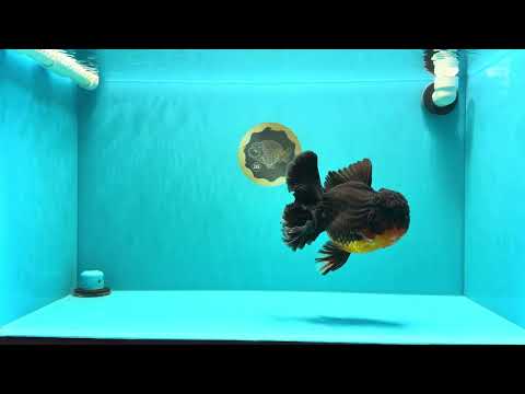 CHUNKY AAA Grade Godzilla Apache Oranda Male 6.5 inches #031326OR_02