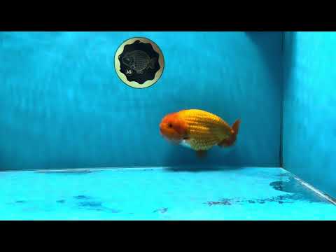 A Grade Red LionKing 5 inches #032125LC_20