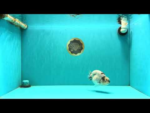 AAA Grade White Tiger Blue Base Ranchu Female 4.5 inches #062626RC_10