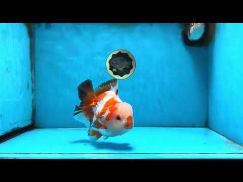 AAA Grade Tricolor Yuanbao Male 5.5 inches #091925YB_16