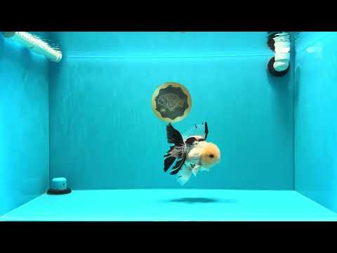 A Grade Panda Oranda Male 5.5 inches #030626OR_23