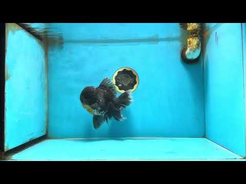 AAA Grade Kirin Oranda Male 5.5-6 inches #082925OR_15