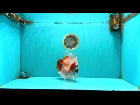 A Grade Broatail Tiger Oranda Male 7.5 inches #100926OR_08