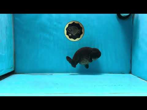 A Grade Black LionQueen 5-5.5 inches #071125LC_01