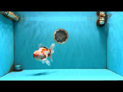 AAA Grade Red White Oranda Male 5.5-6 inches #072426OR_10