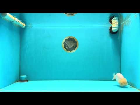 A Grade White LionQueen 4-4.5 inches #032726LC_20