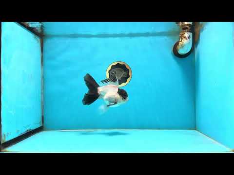 Panda Button Eyes Oranda Male 5-5.5 inches #112125OR_20