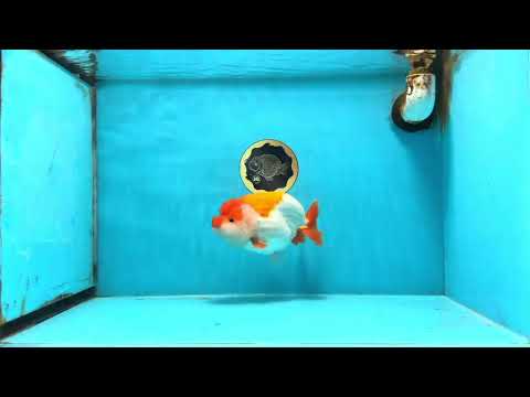 A Grade Red White LionKing 5.5-6 inches #103125LC_10