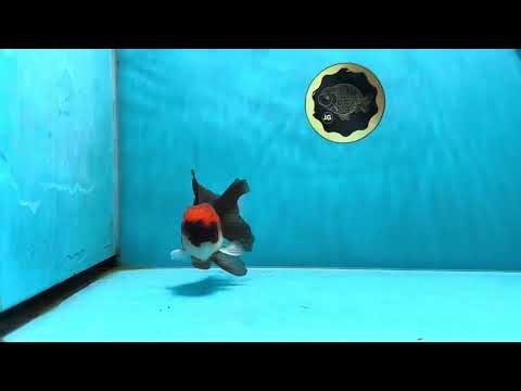 A Grade Tricolor Oranda Male 4 inches #022125OR_09