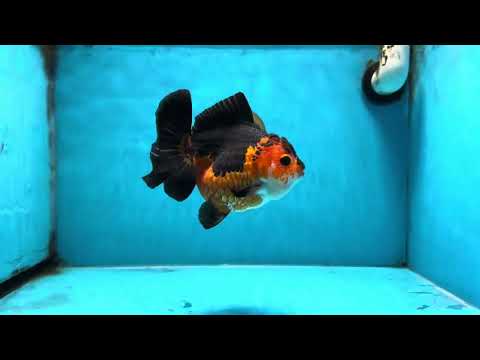 A Grade Apache Yuanbao Female 5.5 inches #100325YB_04