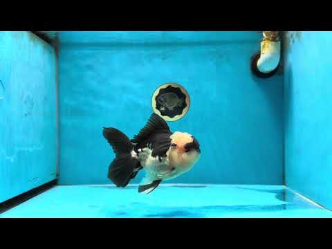 A Grade Panda Oranda Male 5-5.5 inches #041125OR_04