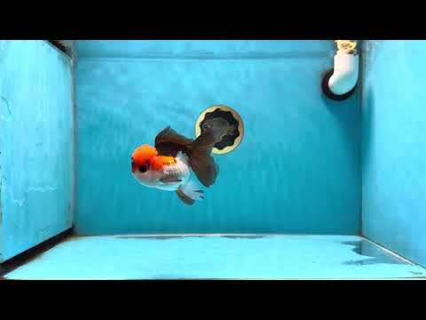 A Grade Lava Tricolor Oranda Male 3.5-4 inches #022825OR_07