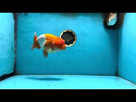 A Grade Red White LionKing 5.5 inches #091925LC_22