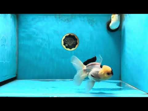 A Grade Panda Oranda Male 4.5-5 inches #041825OR_09