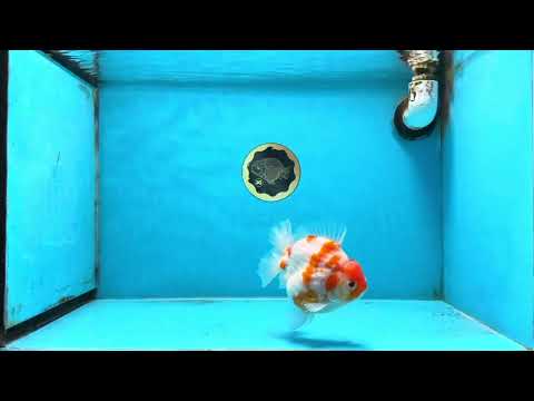 A Grade Young Godzilla Kohaku Sakura Yuanbao Male 4.5 inches #101725YB_28