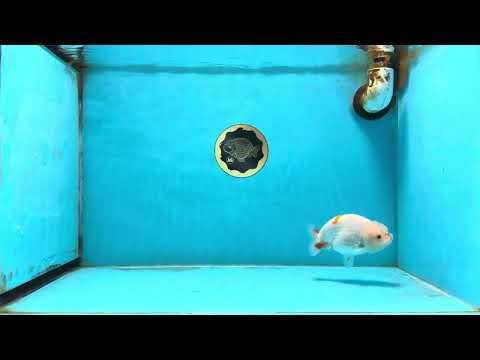 A Grade Red White LionQueen 4 inches #112125LC_09