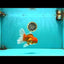 A Grade Red White Oranda Male 6.5 inches #082826OR_16