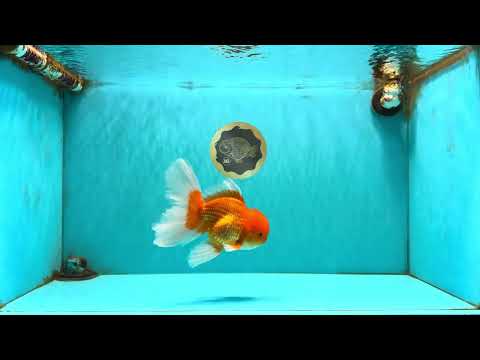 A Grade Red White Oranda Male 6.5 inches #082826OR_16
