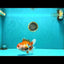 A Grade Red White Oranda Male 5.5-6 inches #040326OR_13